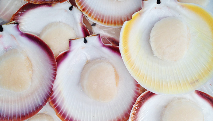 scallops