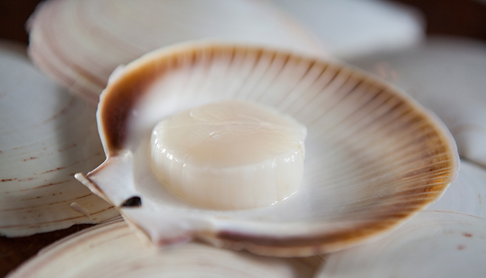 scallop half shell